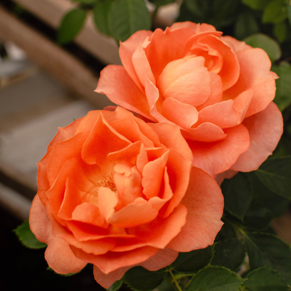 PRETTY TERRAZZA® PRETTY TERRAZZA®