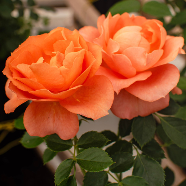 PRETTY TERRAZZA® PRETTY TERRAZZA®