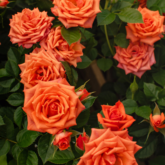 BIJOU TERRAZZA® BIJOU TERRAZZA®