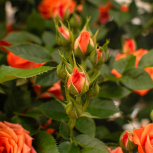 BIJOU TERRAZZA® BIJOU TERRAZZA®