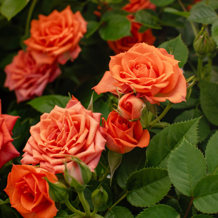 BIJOU TERRAZZA® BIJOU TERRAZZA®