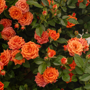 BIJOU TERRAZZA® BIJOU TERRAZZA®