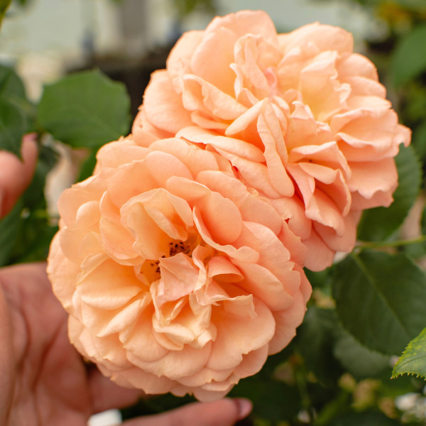 SUGAR BUD TERRAZZA® SUGAR BUD TERRAZZA®