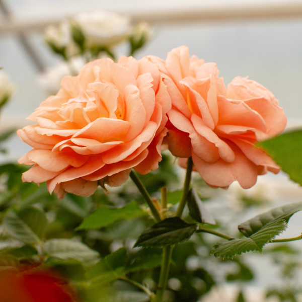 SUGAR BUD TERRAZZA® SUGAR BUD TERRAZZA®