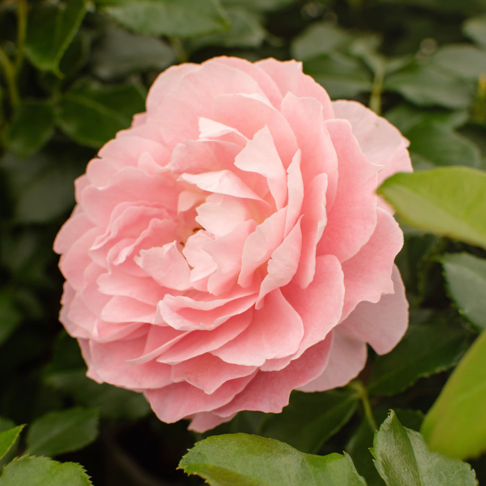 FRAGNANCE KING TERRAZZA®