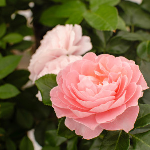 FRAGNANCE KING TERRAZZA®