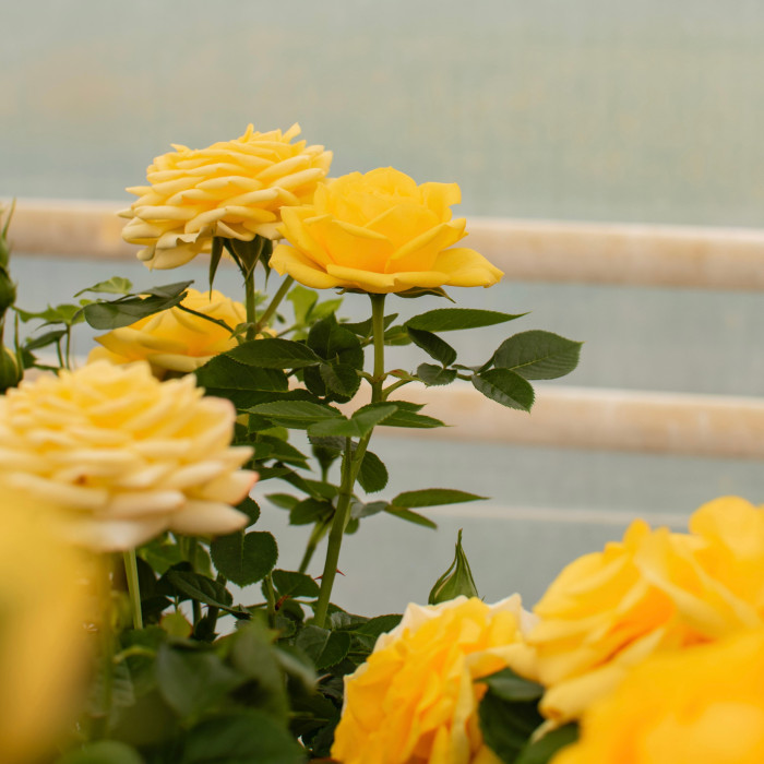 FESTIVAL TERRAZZA® FESTIVAL TERRAZZA®