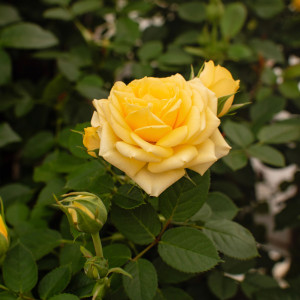 FESTIVAL TERRAZZA® FESTIVAL TERRAZZA®