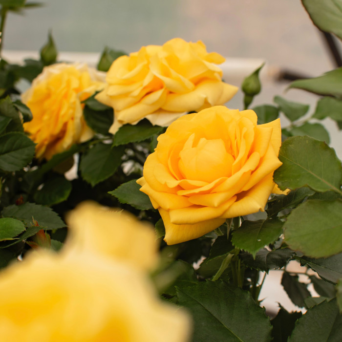 FESTIVAL TERRAZZA® FESTIVAL TERRAZZA®