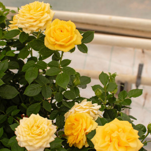 FESTIVAL TERRAZZA® FESTIVAL TERRAZZA®