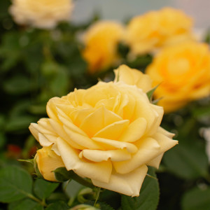 FESTIVAL TERRAZZA® FESTIVAL TERRAZZA®