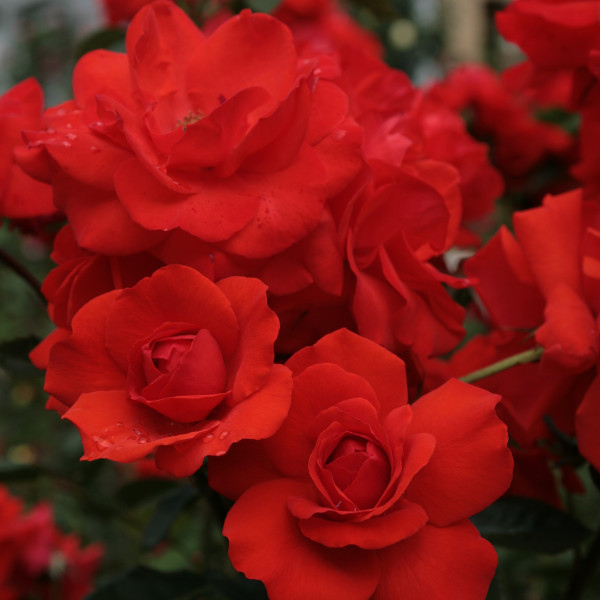 KORDES BRILLIANT® KORDES BRILLIANT®