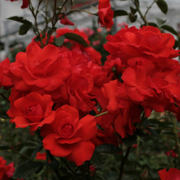 KORDES BRILLIANT® KORDES BRILLIANT®