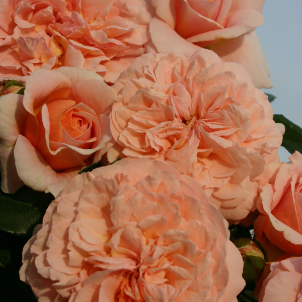 SANGERHAUSER JUBILAUMS-ROSE