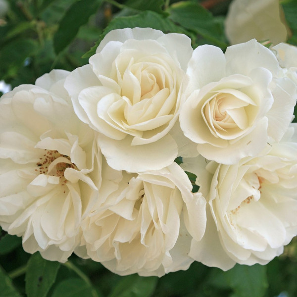 SCHNEEWITCHEN® SCHNEEWITCHEN®