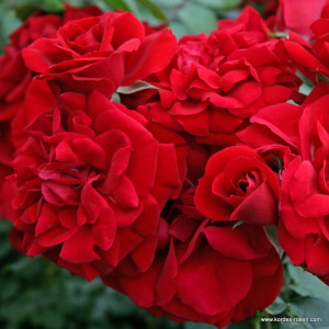 AMADEUS® AMADEUS®