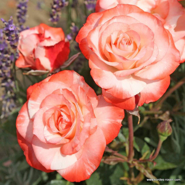 AUF DIE FREUNDSCHAFT® AUF DIE FREUNDSCHAFT®