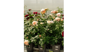 Why is it smart to buy roses in winter?!